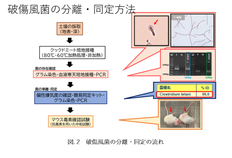 ブタンタン研究所抗破傷風血清インサート